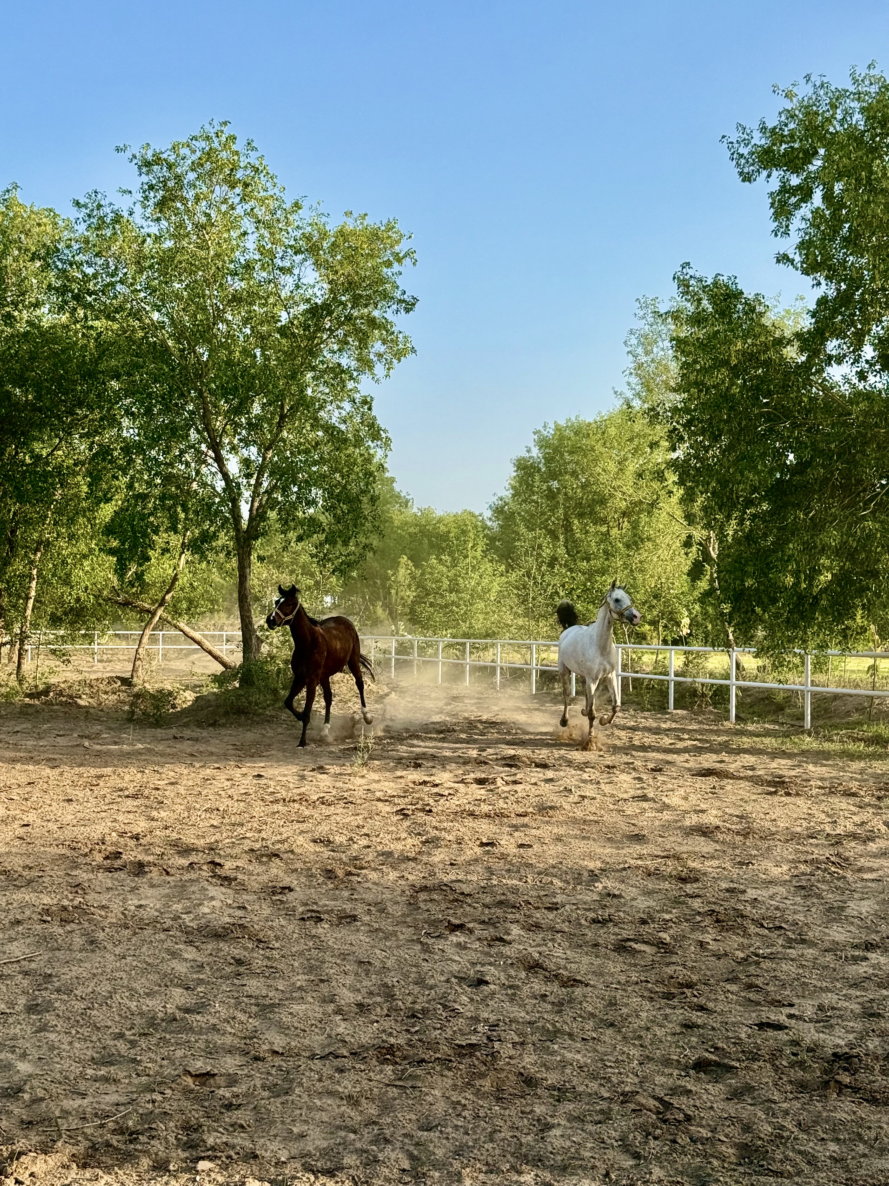 Riding Club